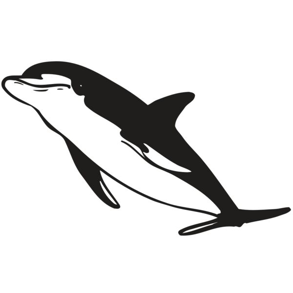 AR DOLPIN 13 RC Thumbnail